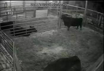 calving pen