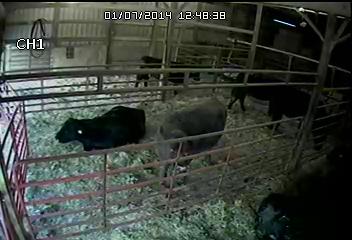 heifer in pen